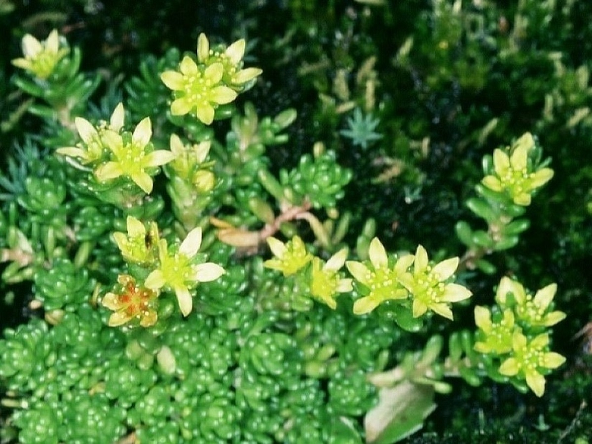 Sedum alpestre (Crassulaceae)